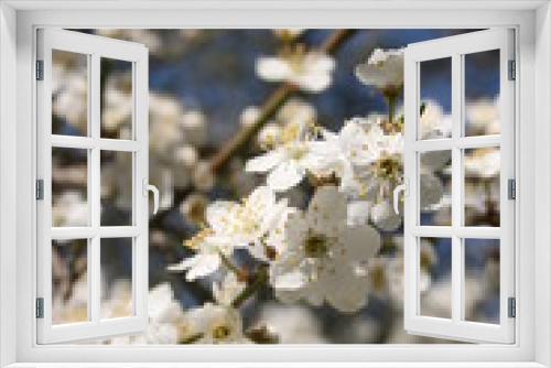 Fototapeta Naklejka Na Ścianę Okno 3D - a flowering of trees in spring garden