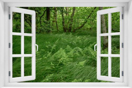 Fototapeta Naklejka Na Ścianę Okno 3D - Ferns Grow in Tall Grasses at high elevation in the Smokies