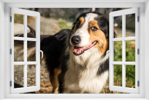 Fototapeta Naklejka Na Ścianę Okno 3D - brown white dog border collie