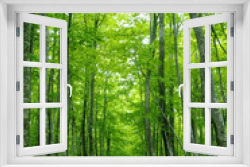 Fototapeta Naklejka Na Ścianę Okno 3D - ブナの森の小道