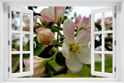Fototapeta Naklejka Na Ścianę Okno 3D - Pink and white apple tree blossoms