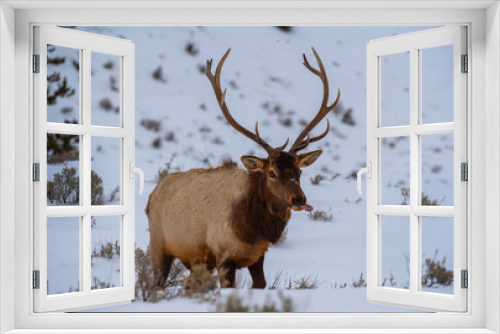 Fototapeta Naklejka Na Ścianę Okno 3D - Bull Elk in Wintertime
