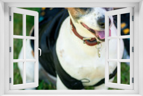 Fototapeta Naklejka Na Ścianę Okno 3D - little beautiful dog Jack Russell in a fancy dress. horizontal frame