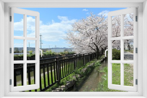 Fototapeta Naklejka Na Ścianę Okno 3D - 上牧町の桜並木