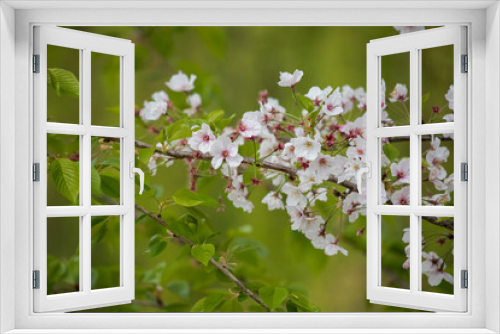 Fototapeta Naklejka Na Ścianę Okno 3D - 春の新緑と満開の桜の花