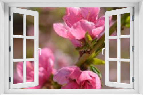 Fototapeta Naklejka Na Ścianę Okno 3D - Beautiful pink flowers with blur background,Nectarine flowers .