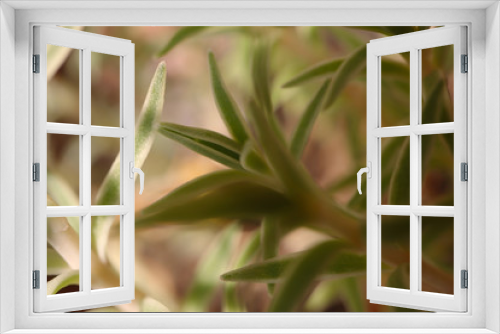 Fototapeta Naklejka Na Ścianę Okno 3D - leaf