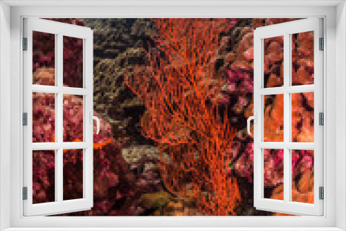 Fototapeta Naklejka Na Ścianę Okno 3D - Underwater life