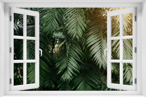 Fototapeta Naklejka Na Ścianę Okno 3D - Beautiful green tropical exotic forest