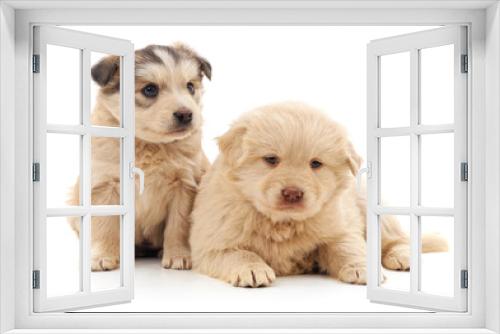 Fototapeta Naklejka Na Ścianę Okno 3D - Two cute puppies.