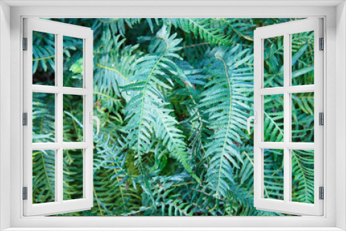 Fototapeta Naklejka Na Ścianę Okno 3D - Polypodium glycyrrhiza or licorice fern green plant background 