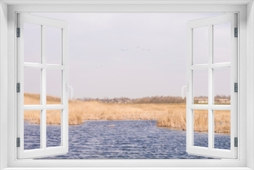 Fototapeta Naklejka Na Ścianę Okno 3D - pond on the background of yellow reeds