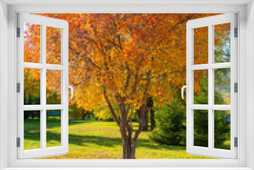 Fototapeta Naklejka Na Ścianę Okno 3D - autumn trees in the park