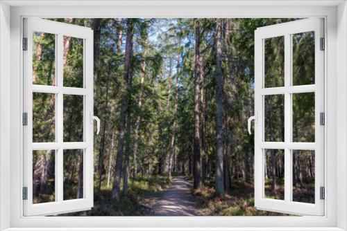 Fototapeta Naklejka Na Ścianę Okno 3D - Spring Forest in Northern Europe with Bare Trees