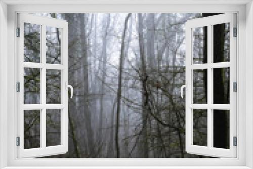 Fototapeta Naklejka Na Ścianę Okno 3D - Sous-bois au petit matin