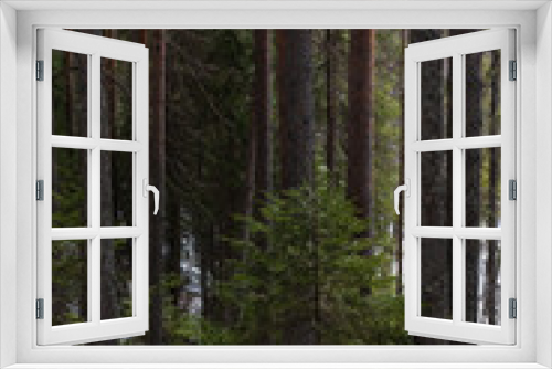 Fototapeta Naklejka Na Ścianę Okno 3D - Taiga forest in the spring