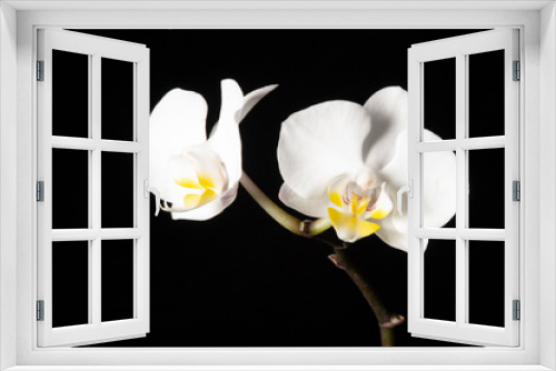 Fototapeta Naklejka Na Ścianę Okno 3D - This original photograph of a closeup of these beautiful white orchids have a unique background and is a work of art.