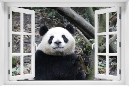 Fototapeta Naklejka Na Ścianę Okno 3D - Sweet Smile from Happy Female Panda, Mei Lan, China