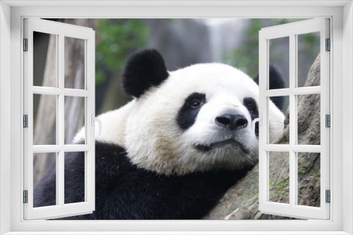 Fototapeta Naklejka Na Ścianę Okno 3D - Close up Fluffy Panda Face While Staring at Something, China