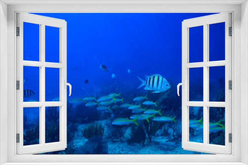 Fototapeta Naklejka Na Ścianę Okno 3D - school of fish underwater photo, Gulf of Mexico, Cancun, bio fishing resources