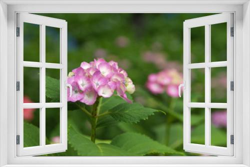 Fototapeta Naklejka Na Ścianę Okno 3D - 紫陽花が咲いている満開の花畑