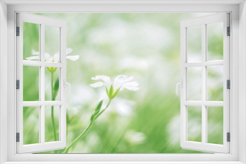 Fototapeta Naklejka Na Ścianę Okno 3D - Little white wildflowers outdoors. Beautiful spring and summer natural background. Selective soft focus.