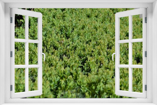 Fototapeta Naklejka Na Ścianę Okno 3D - Buchsbaum