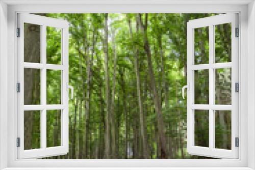 Fototapeta Naklejka Na Ścianę Okno 3D - Baumstamm: Ringe / Jahresringe eines abgesägten Baumstammes