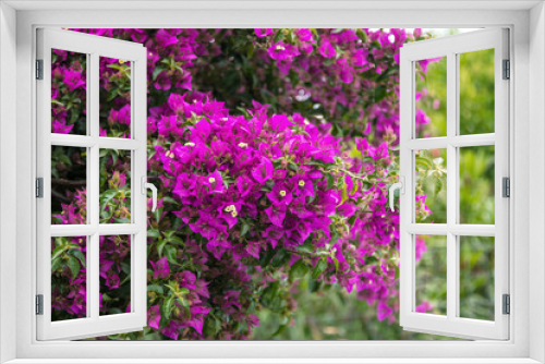 Fototapeta Naklejka Na Ścianę Okno 3D - View of beautiful blooming bougainvillea bush branches with purple flowers, growing in the garden. 