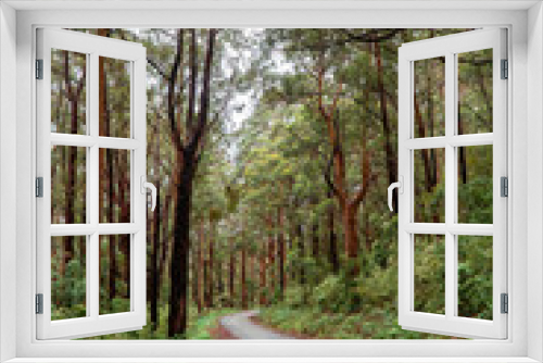 Fototapeta Naklejka Na Ścianę Okno 3D - Woodland Forest trees with road winding through. Pathway with journey concept. Green trees, leaves foliage. Road trip through rows of tree trunks. Beautiful path. Great Ocean Road. Melbourne Australia