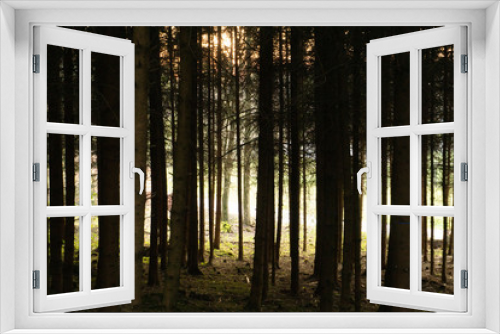 Fototapeta Naklejka Na Ścianę Okno 3D - Landscape picture of a forest with sunset with dark fir trees and the sun with rays between the trees, mostly green and yellow 
