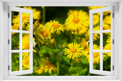 Fototapeta Naklejka Na Ścianę Okno 3D - sunny, bright, vibrant spring background with blur effect