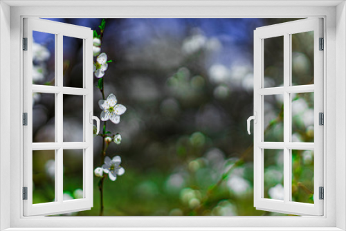 Fototapeta Naklejka Na Ścianę Okno 3D - post card spring April blossom season time white flowers on branch in garde bokeh blur background copy space for your text