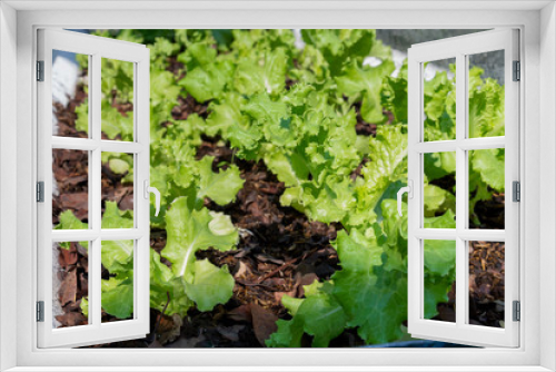 Fototapeta Naklejka Na Ścianę Okno 3D - Grand Rapids Lettuce grown on soil ground in organic farm background for food healthy vegetables salad.