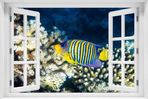 Fototapeta Naklejka Na Ścianę Okno 3D - Royal Angelfish (regal angelfish) in a coral reef, Red Sea, Egypt. Tropical colorful fish with yellow fins, orange, white and blue stripes in blue ocean water. Underwater beautiful diversity.