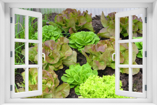 Fototapeta Naklejka Na Ścianę Okno 3D - verschiedene Salatsorten