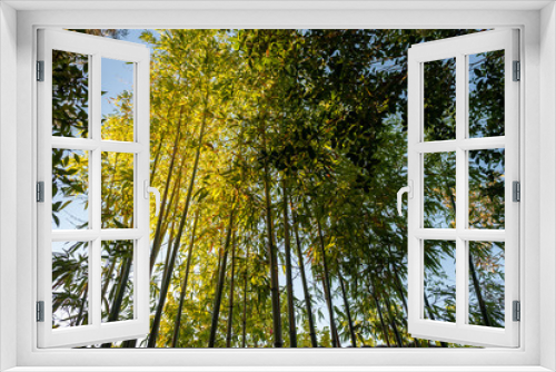 Fototapeta Naklejka Na Ścianę Okno 3D - Bamboo standing tall, looking up, Japanese Tea Garden in Portland, OR