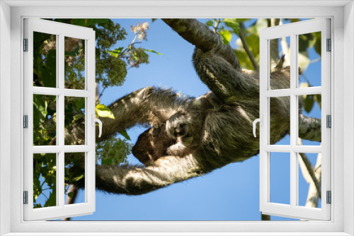 Fototapeta Naklejka Na Ścianę Okno 3D - Sloth with baby, hanging, close-up
