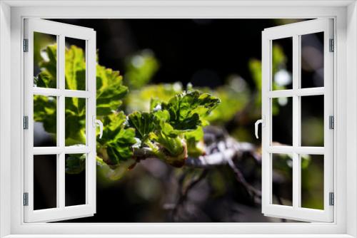 Fototapeta Naklejka Na Ścianę Okno 3D - Leaf