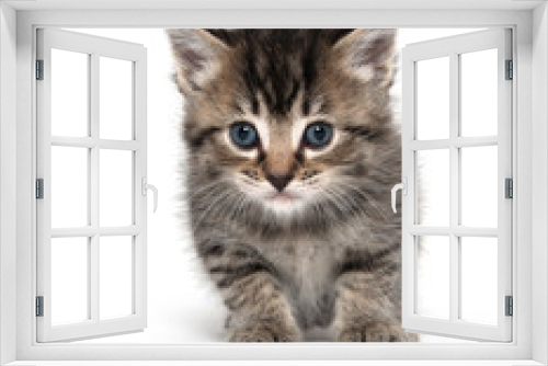 Fototapeta Naklejka Na Ścianę Okno 3D - Cute tabby kitten