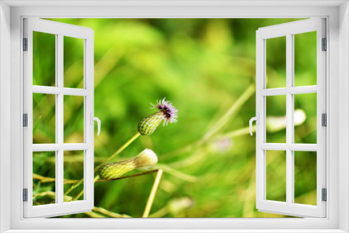 Fototapeta Naklejka Na Ścianę Okno 3D - Wildflowers close up in green grass