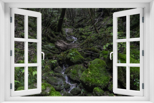 Fototapeta Naklejka Na Ścianę Okno 3D - A small stream amongst magic roots and trees in the mystical dark rainy forests of Yakushima, Japan