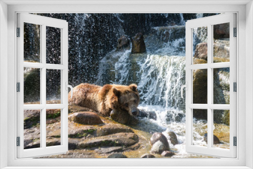 Fototapeta Naklejka Na Ścianę Okno 3D - bear in the water