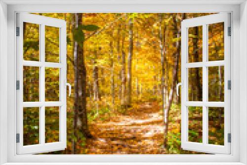 Fototapeta Naklejka Na Ścianę Okno 3D - Colorful trees changing color in the fall in New England