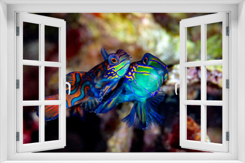 Fototapeta Naklejka Na Ścianę Okno 3D - mandarin fish