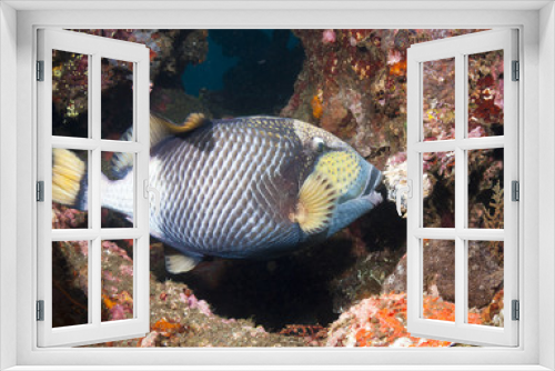 Fototapeta Naklejka Na Ścianę Okno 3D - Titan Triggerfish