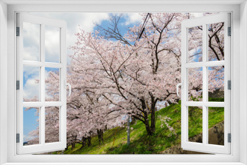 Fototapeta Naklejka Na Ścianę Okno 3D - 甚六桜公園に咲き誇るソメイヨシノ