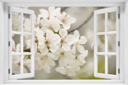 Fototapeta Naklejka Na Ścianę Okno 3D - Lush flowering cherry tree in the garden. White delicate cherry flowers. Floral seasonal background.