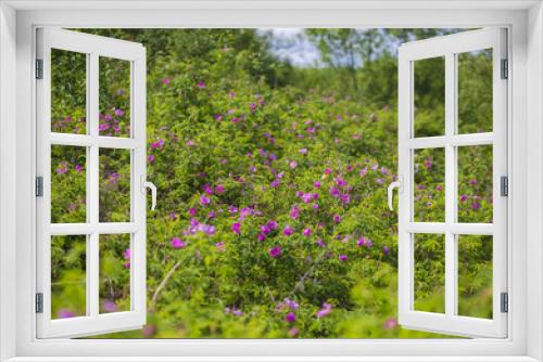 Fototapeta Naklejka Na Ścianę Okno 3D - rosehip blossoms on a nice day