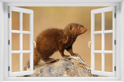 Fototapeta Naklejka Na Ścianę Okno 3D - Dwarf mongoose, Kruger National Park, South Africa